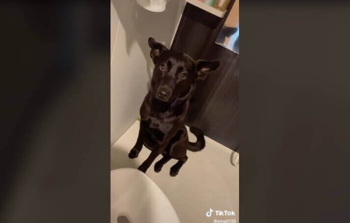 ラブラドールレトリーバー,動画