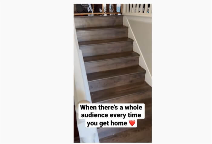 ゴールデンレトリーバー,動画