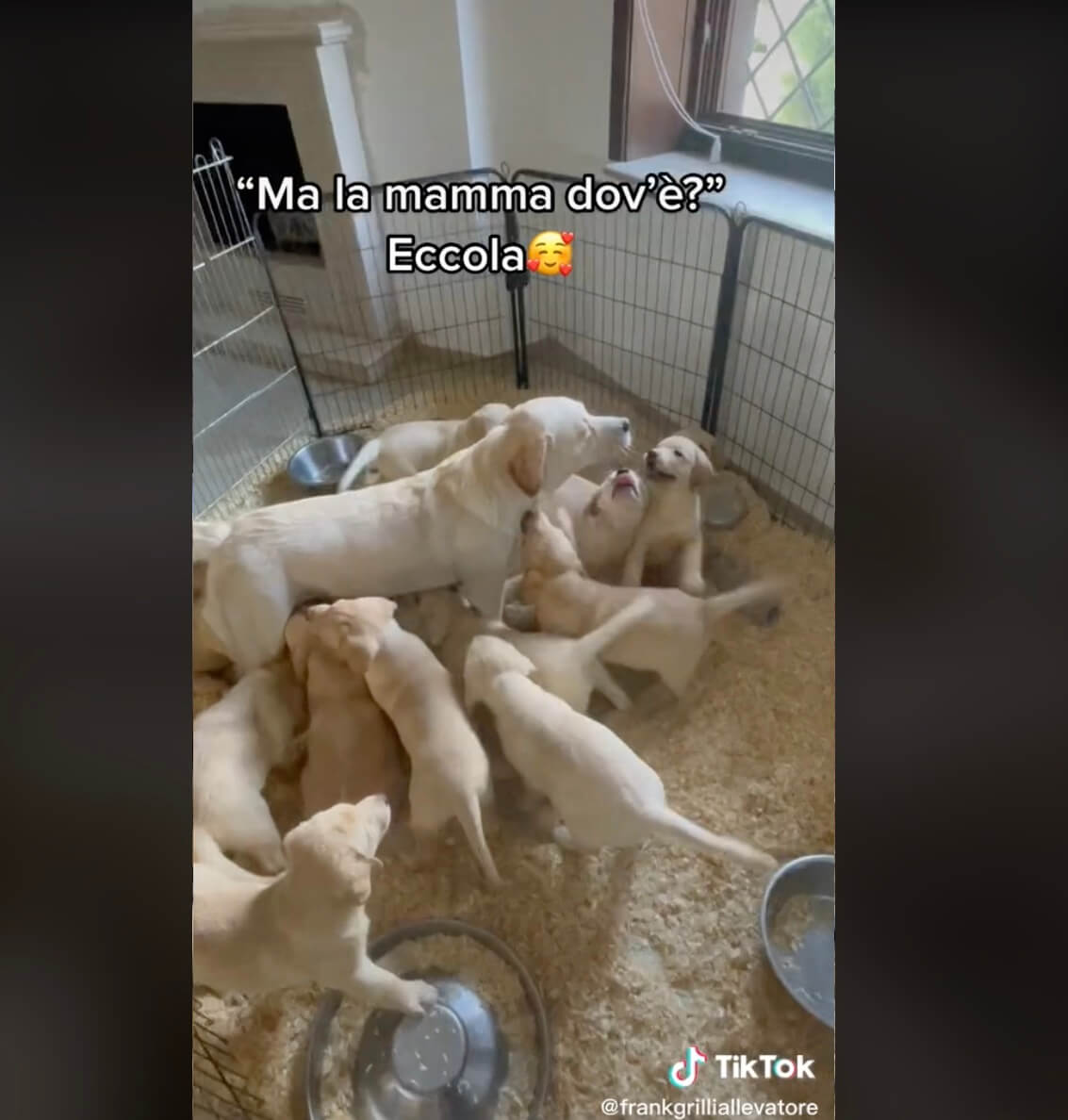 ラブラドールレトリーバー,動画