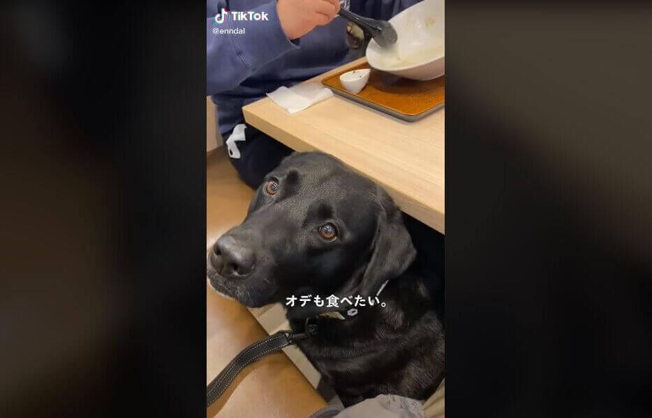 ラブラドールレトリーバー,動画