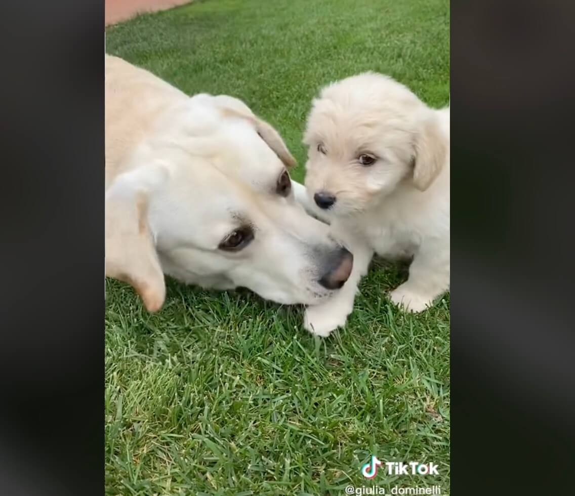 ラブラドールレトリーバー,動画