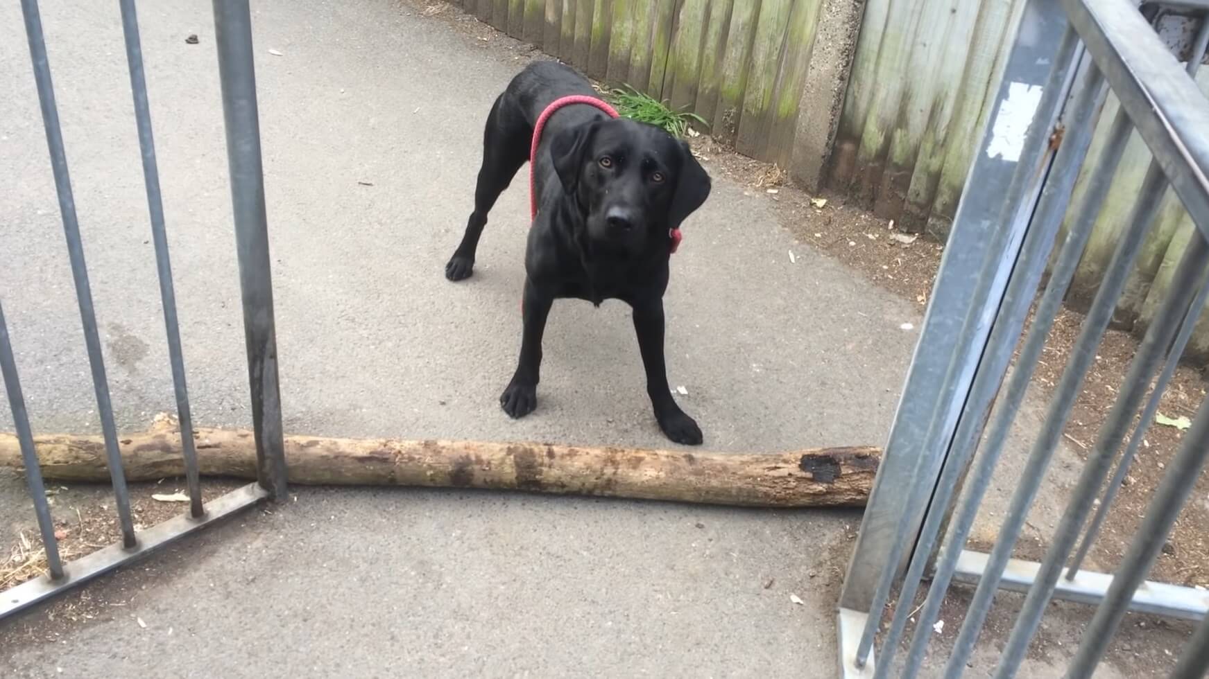 ラブラドールレトリーバー,動画