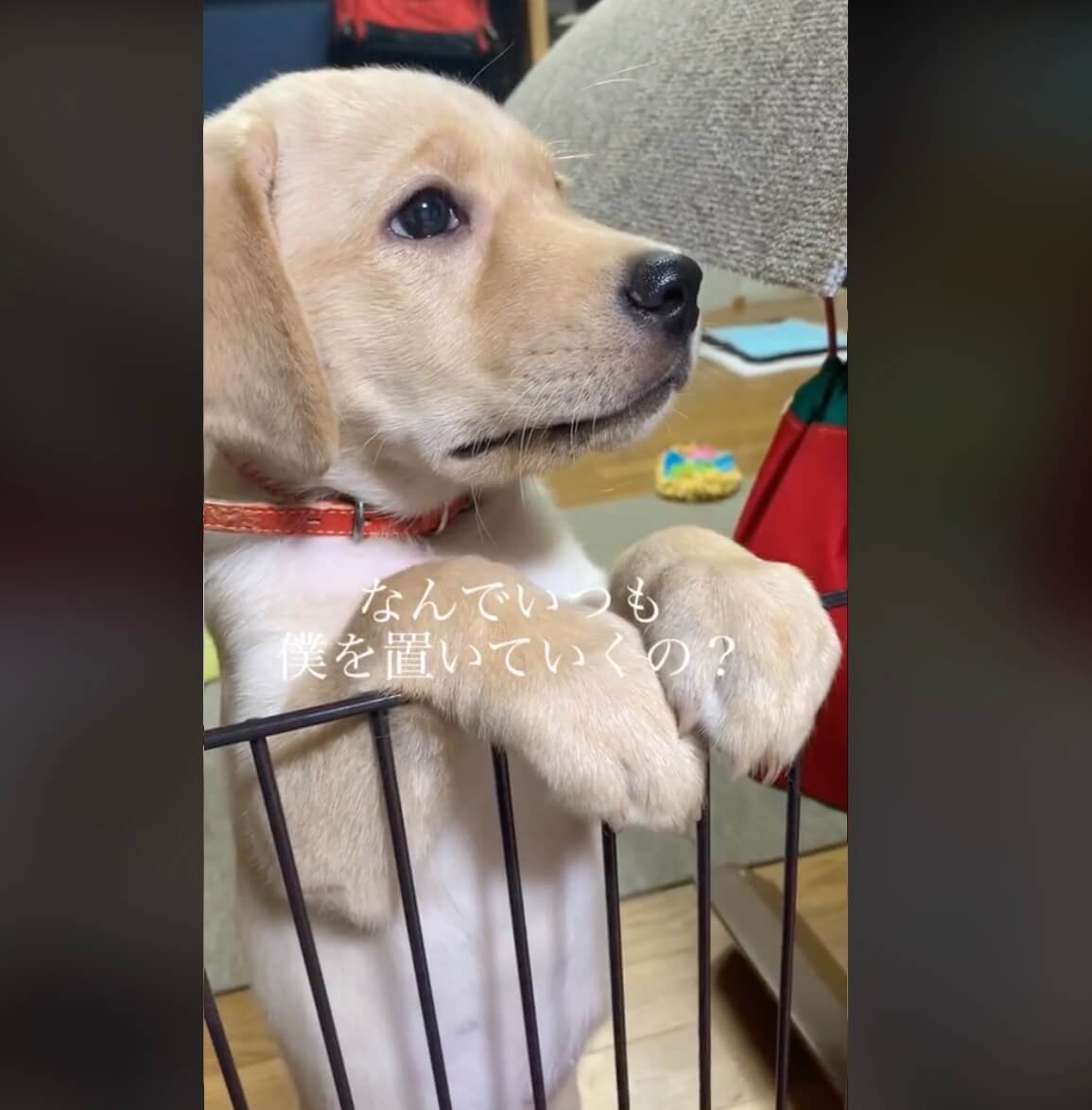 ラブラドールレトリーバー,動画