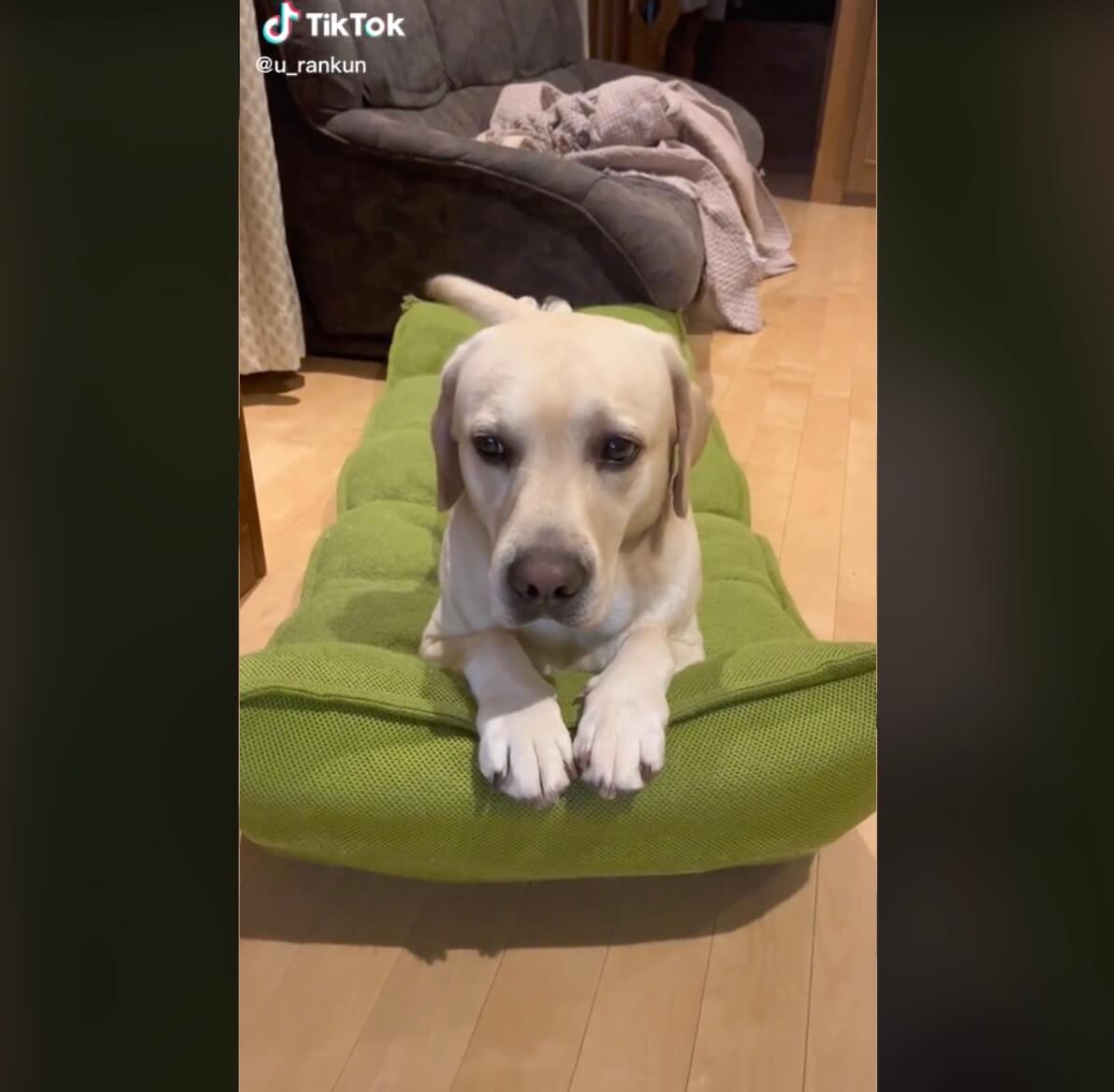 ラブラドールレトリーバー,動画