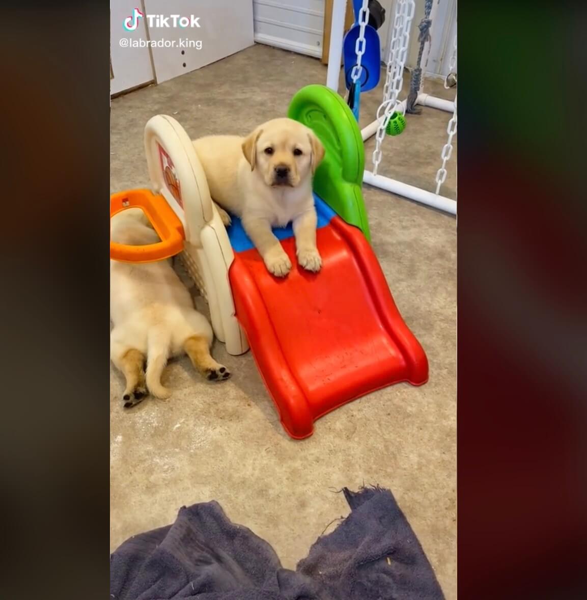 ラブラドールレトリーバー,動画