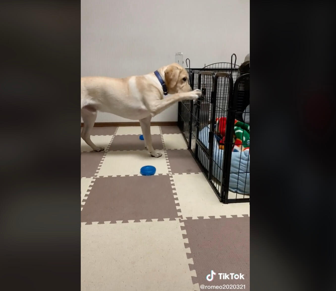 ラブラドールレトリーバー,動画