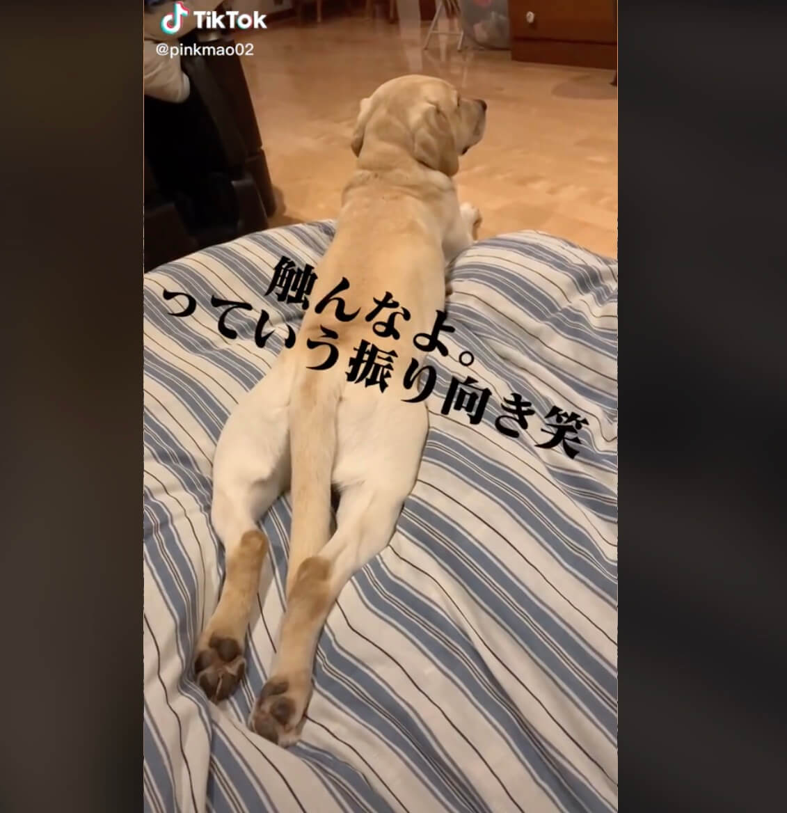 ラブラドールレトリーバー,動画