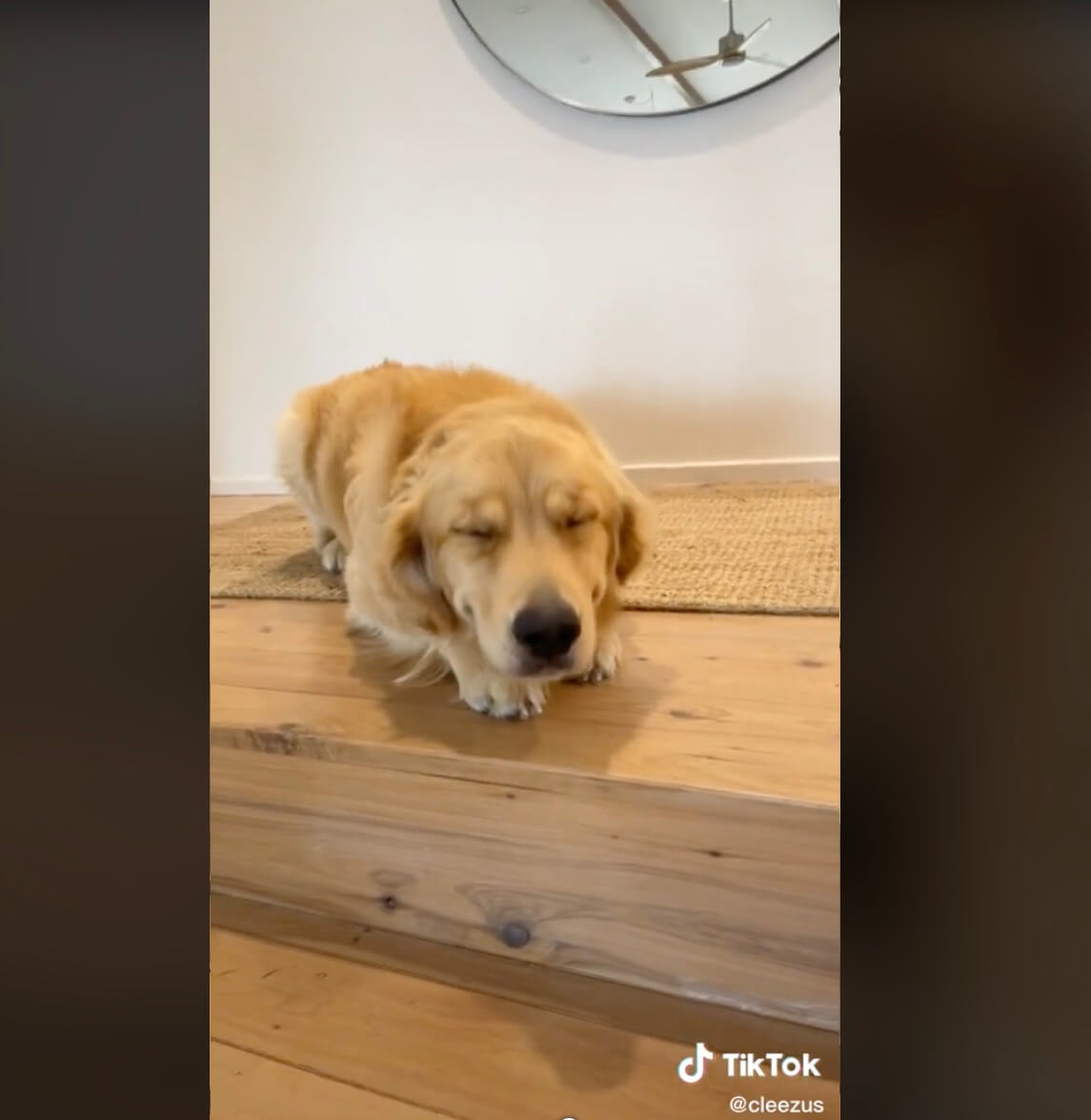 ゴールデンレトリーバー,動画