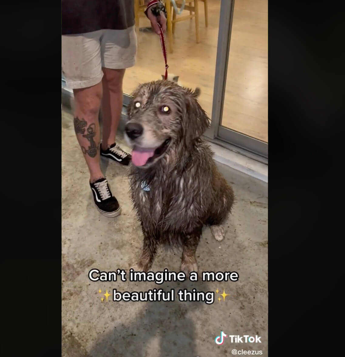 ゴールデンレトリーバー,動画