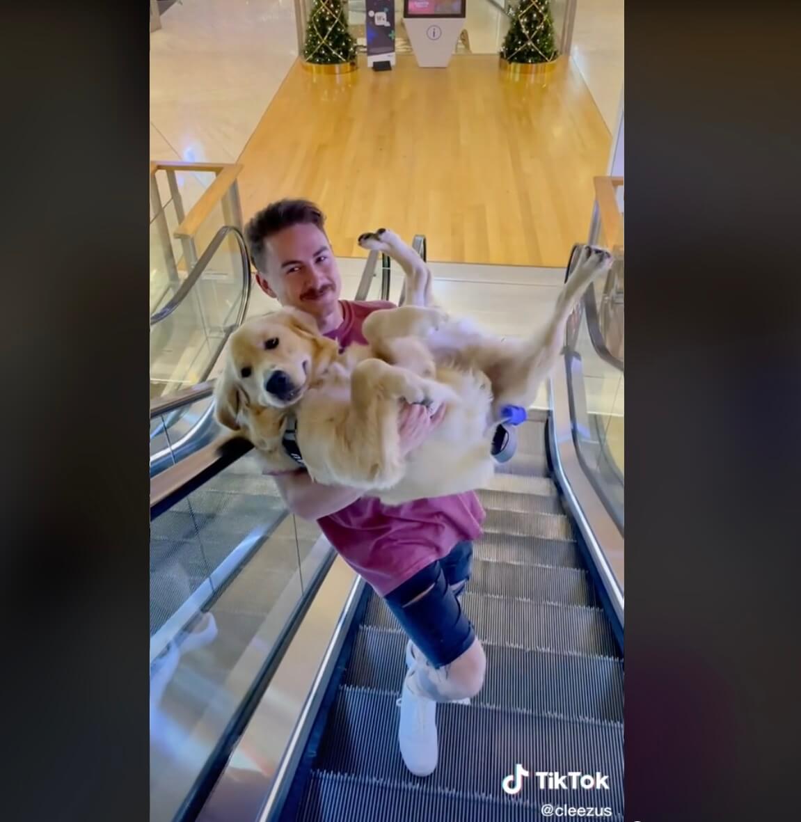 ゴールデンレトリーバー,動画