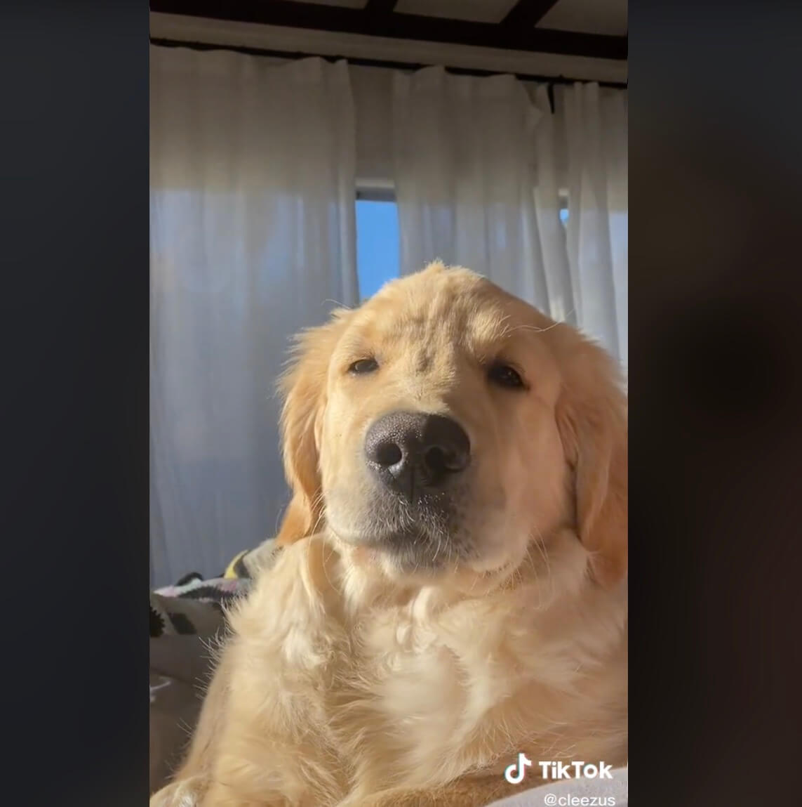 ゴールデンレトリーバー,動画