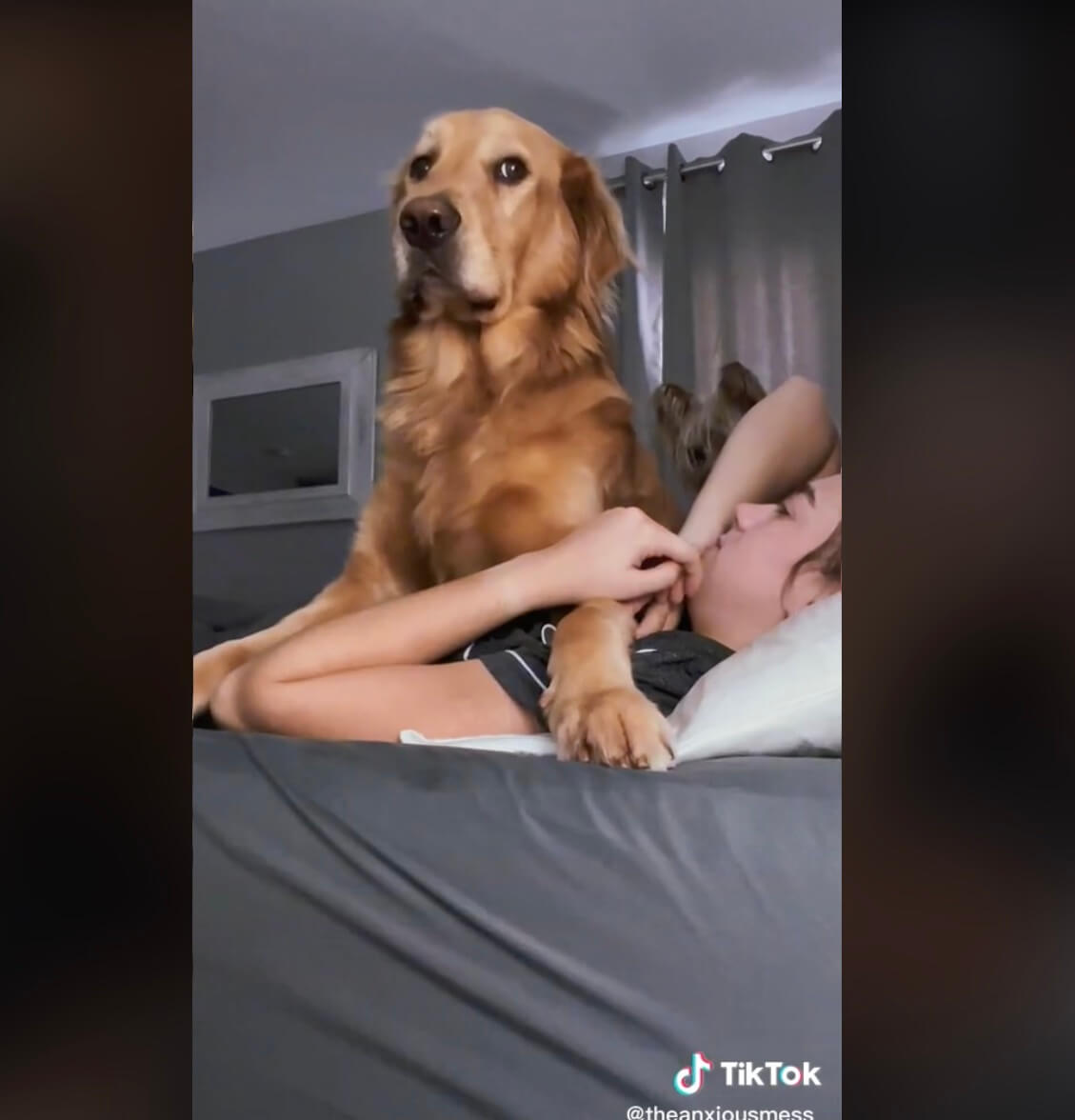 ゴールデンレトリーバー,動画