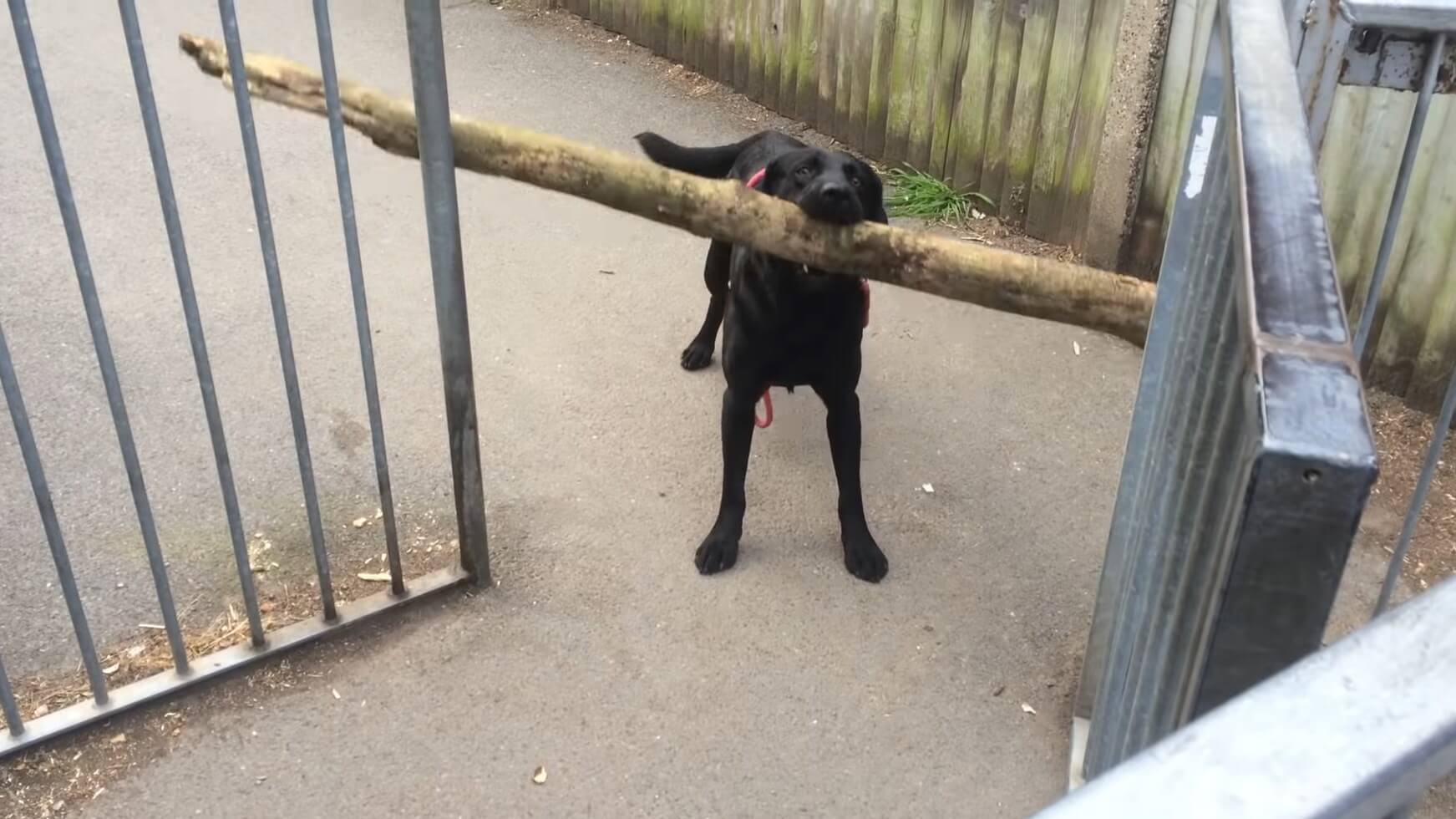 ラブラドールレトリーバー,動画