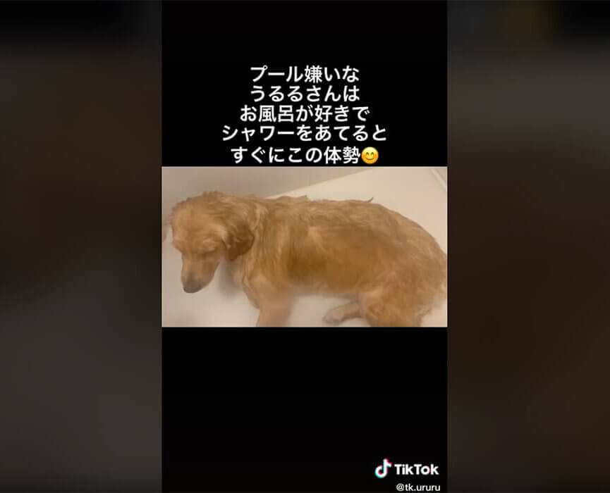 ゴールデンレトリーバー,動画