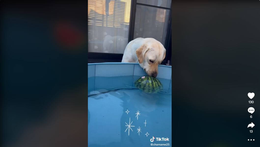 ラブラドールレトリーバー,動画