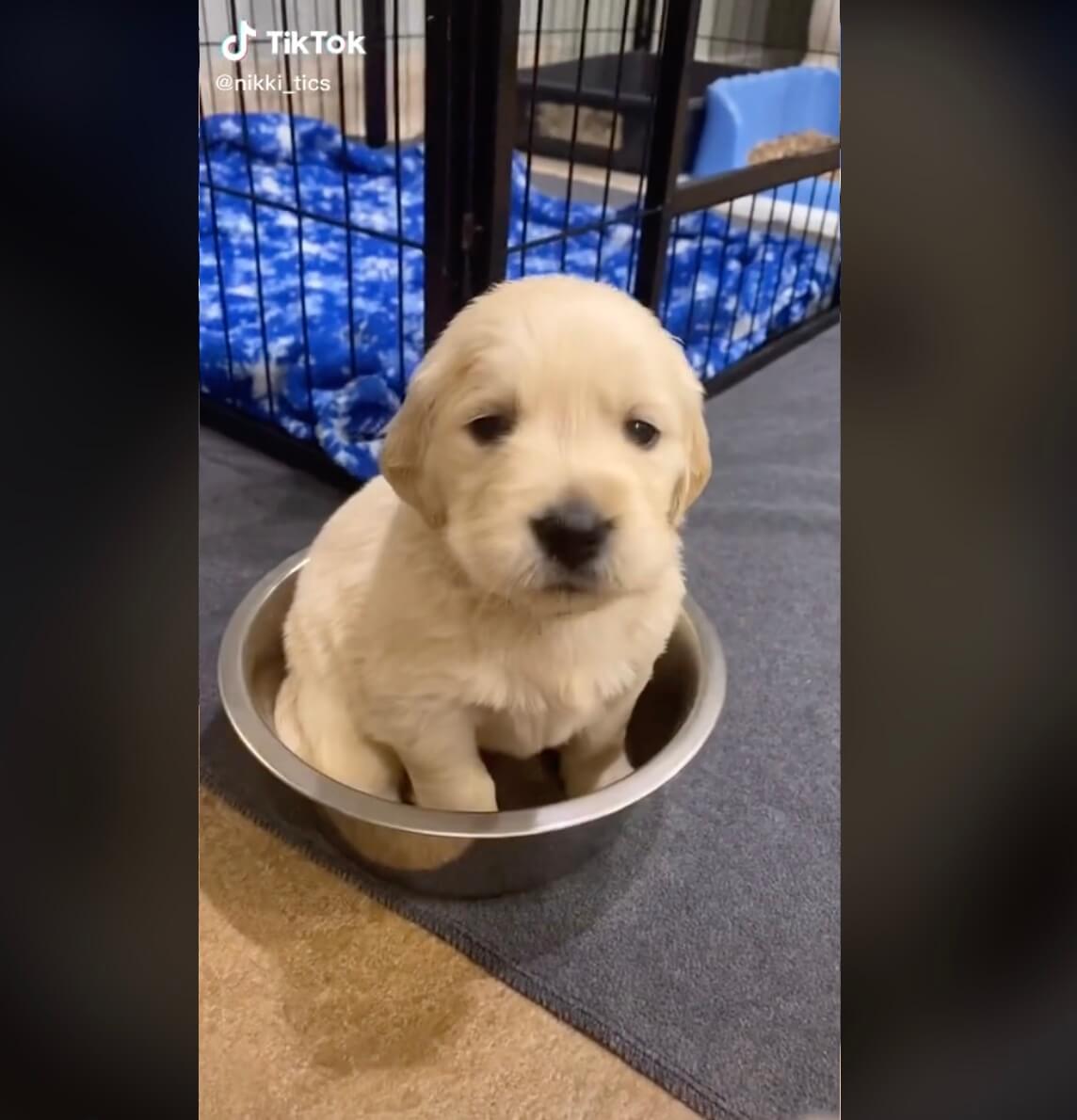 ゴールデンレトリーバー,動画