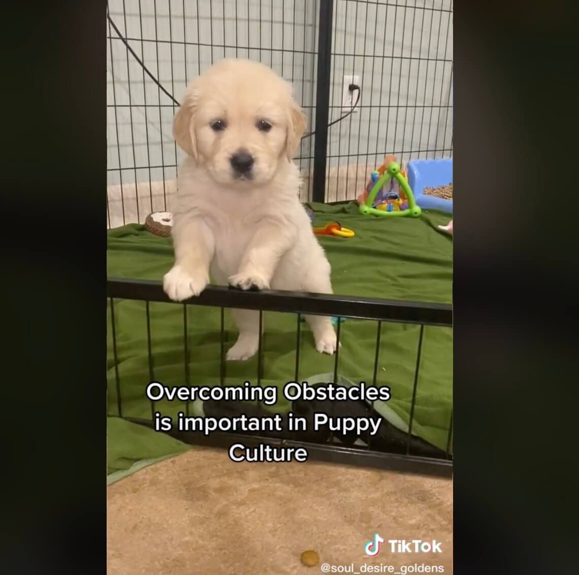 ゴールデンレトリーバー,動画