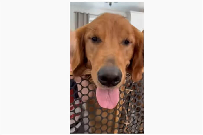 ゴールデンレトリーバー,動画