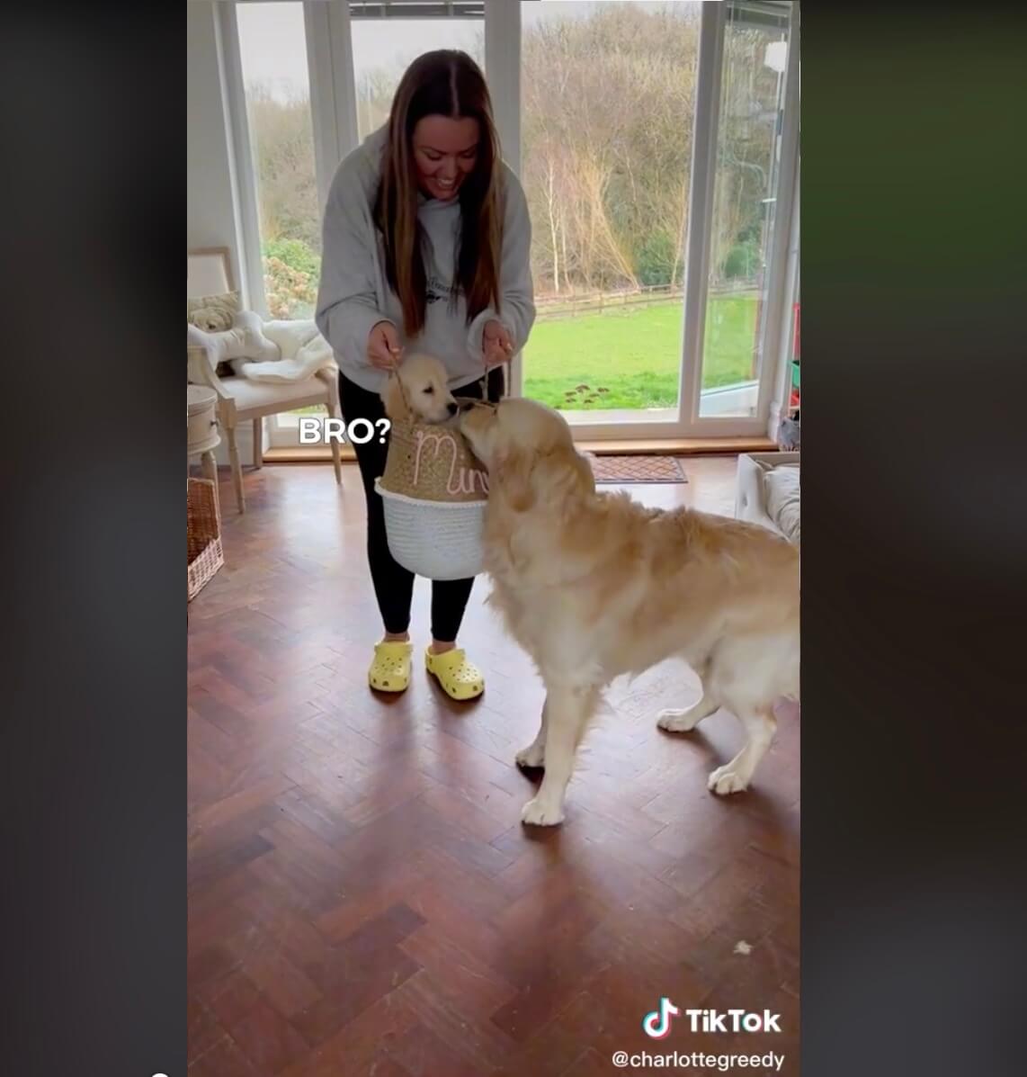 ゴールデンレトリーバー,動画