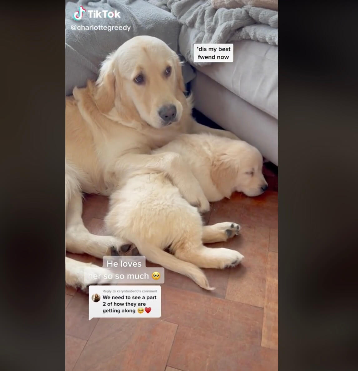 ゴールデンレトリーバー,動画