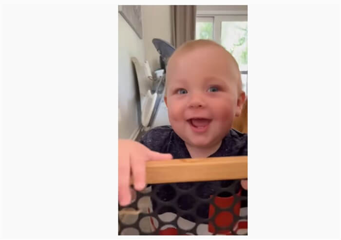 ゴールデンレトリーバー,動画