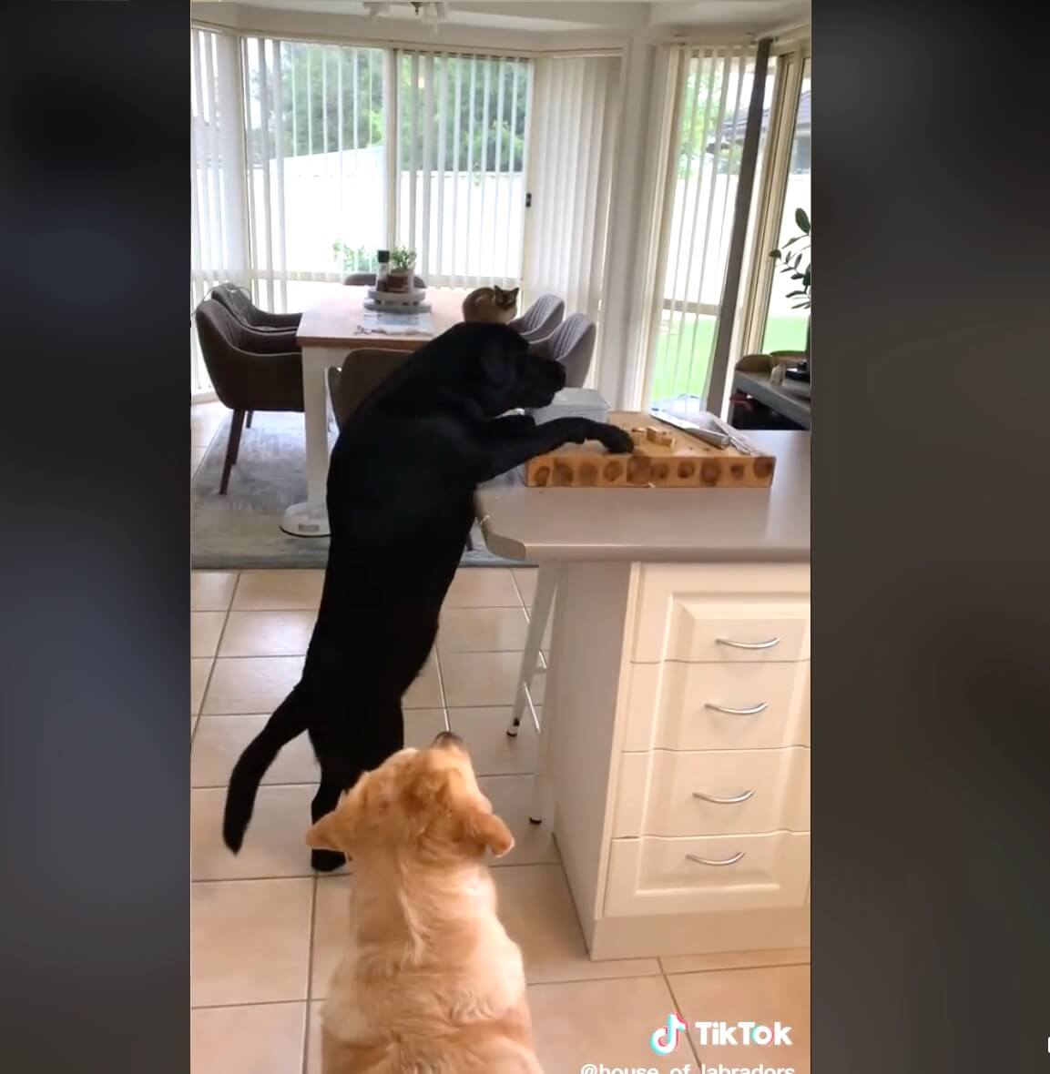 ラブラドールレトリーバー,動画