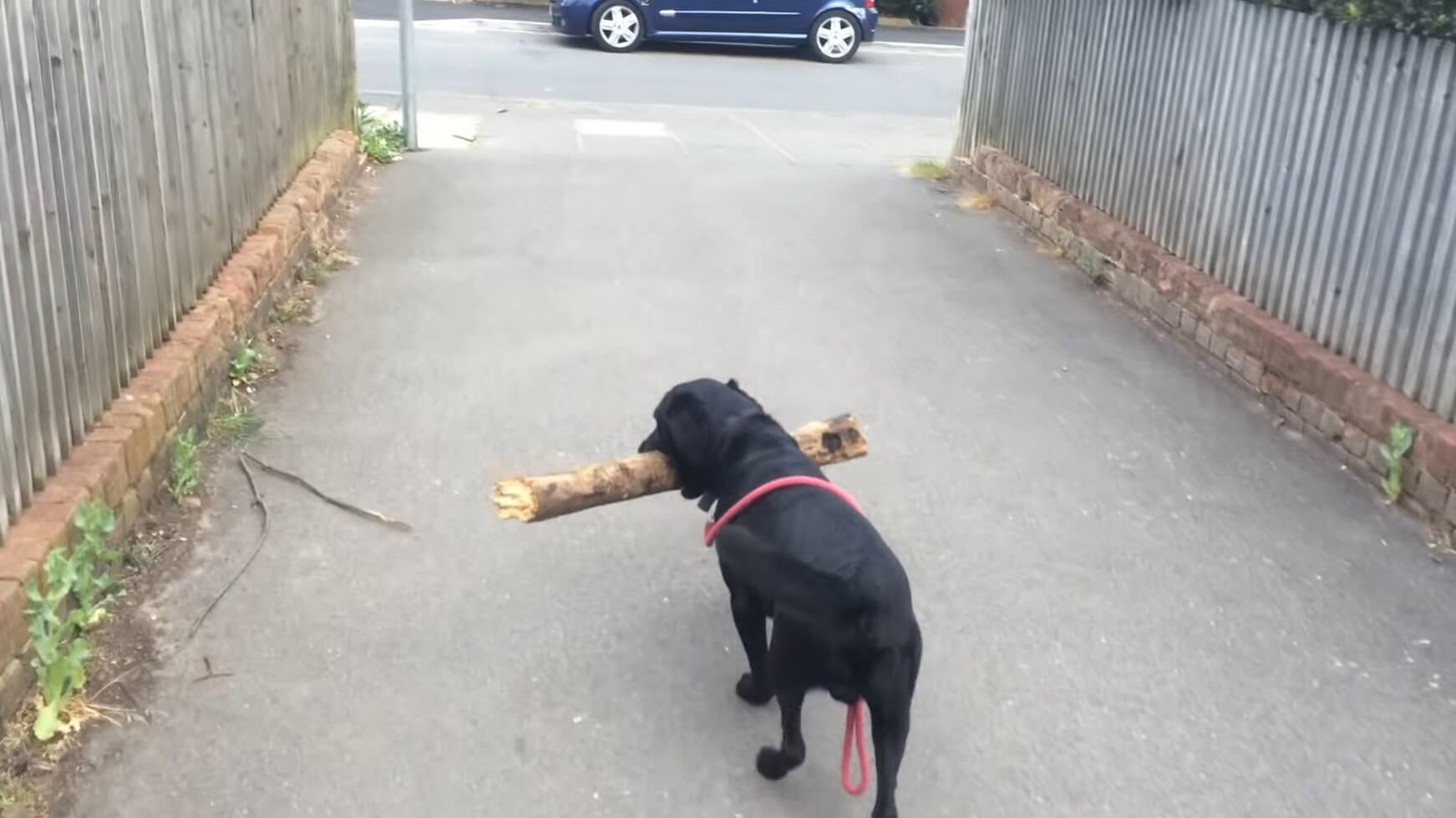 ラブラドールレトリーバー,動画