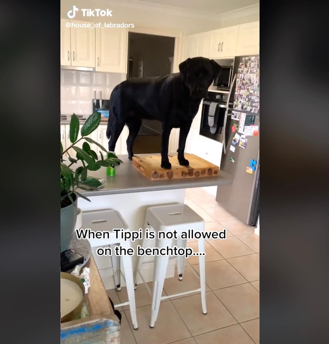 ラブラドールレトリーバー,動画