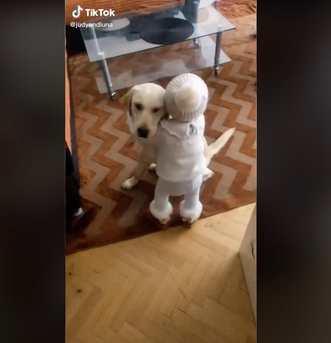 ラブラドールレトリーバー,動画