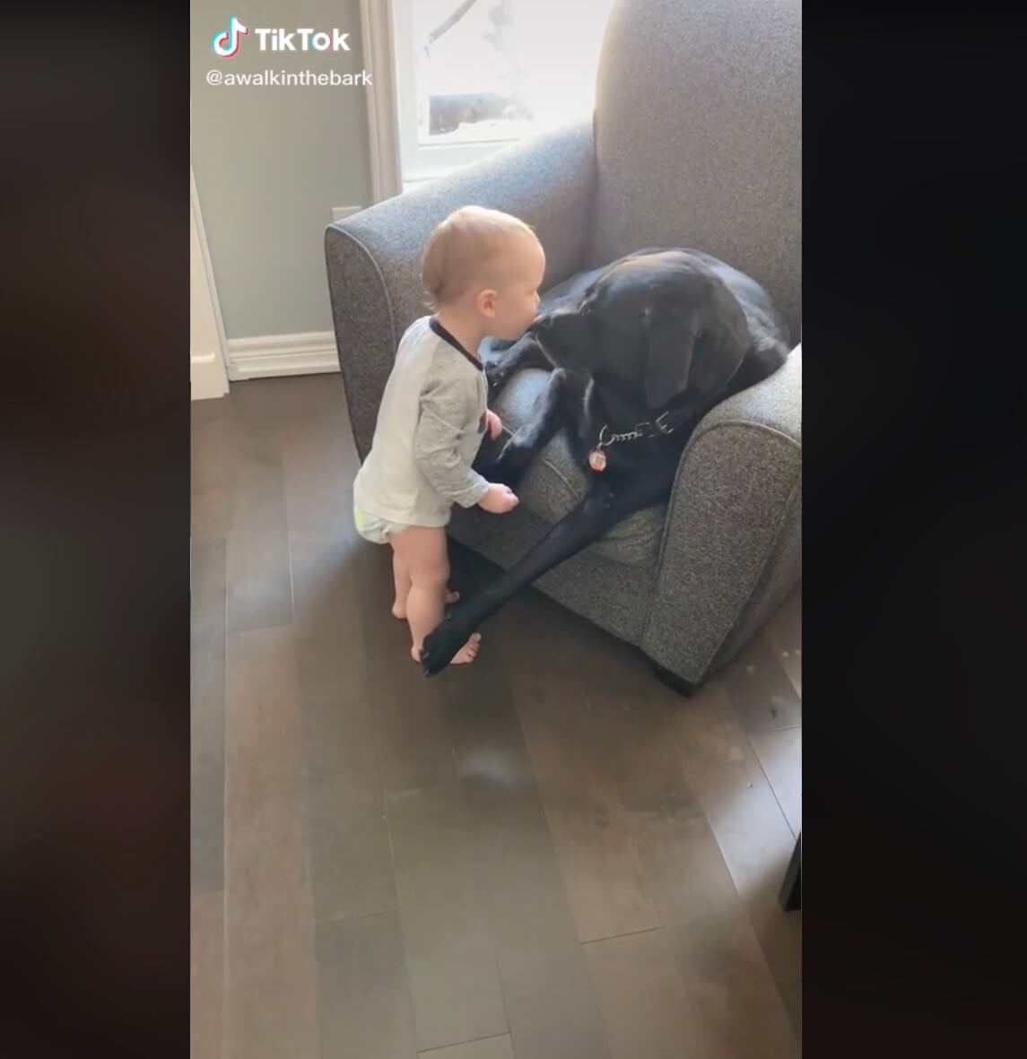 ラブラドールレトリーバー,動画