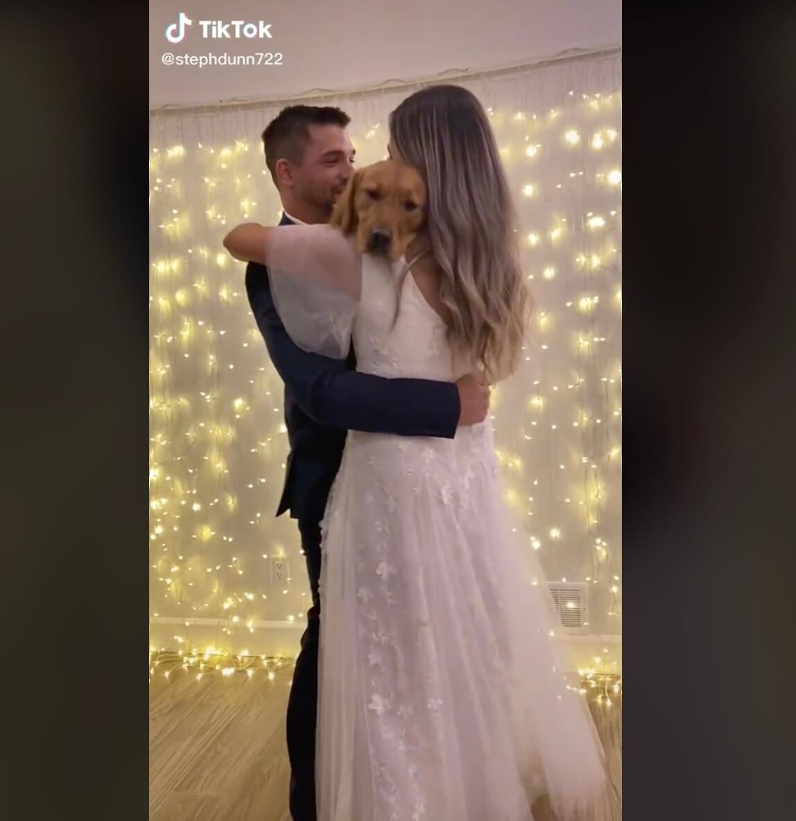 ゴールデンレトリーバー,動画