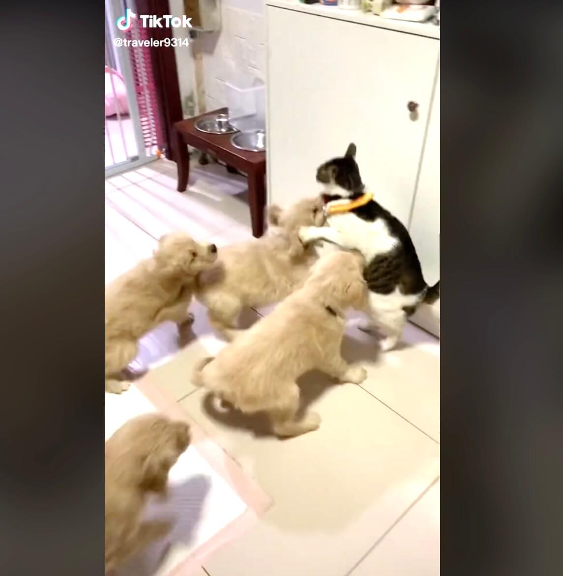 ゴールデンレトリーバー,動画