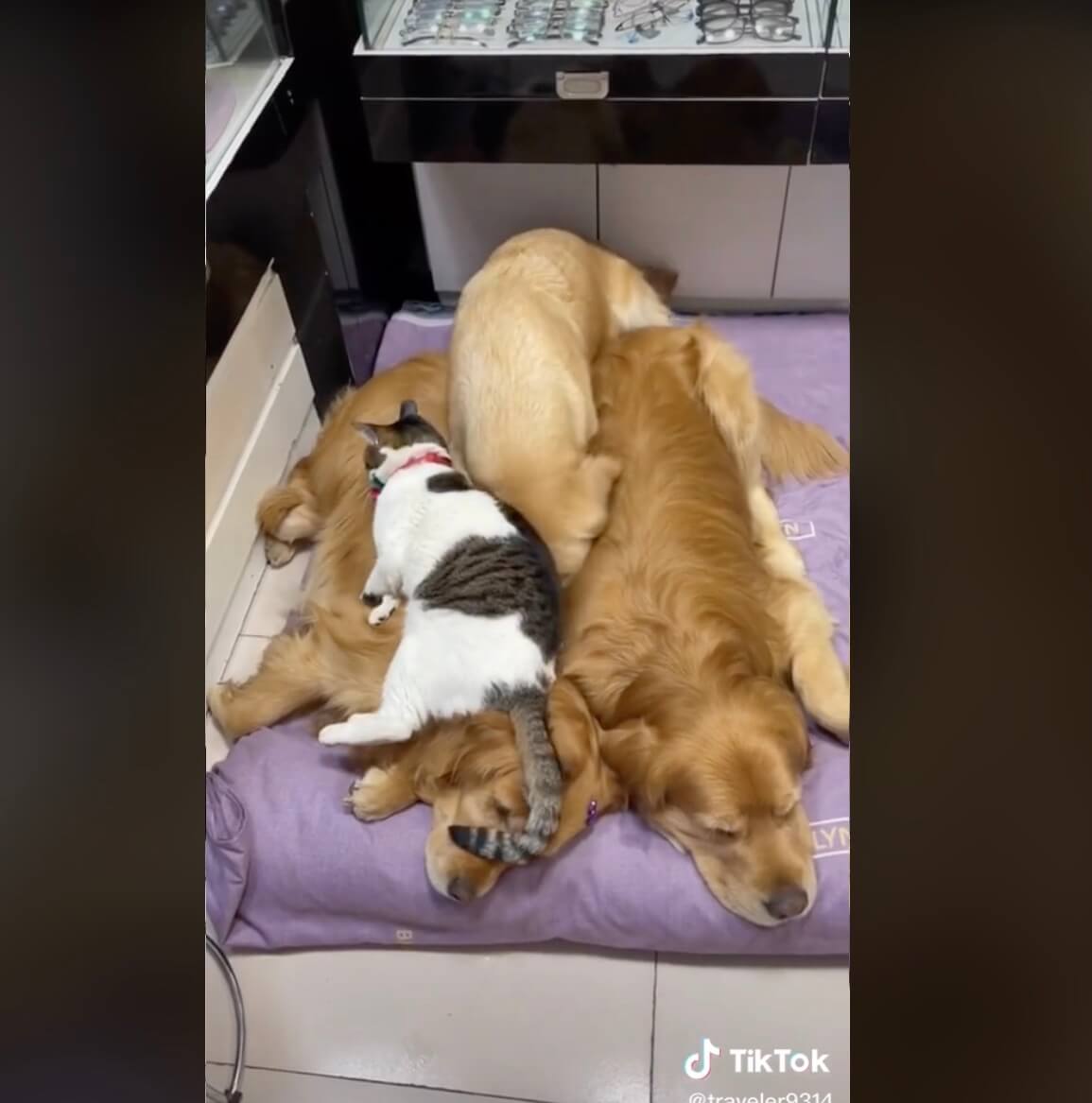 ゴールデンレトリーバー,動画