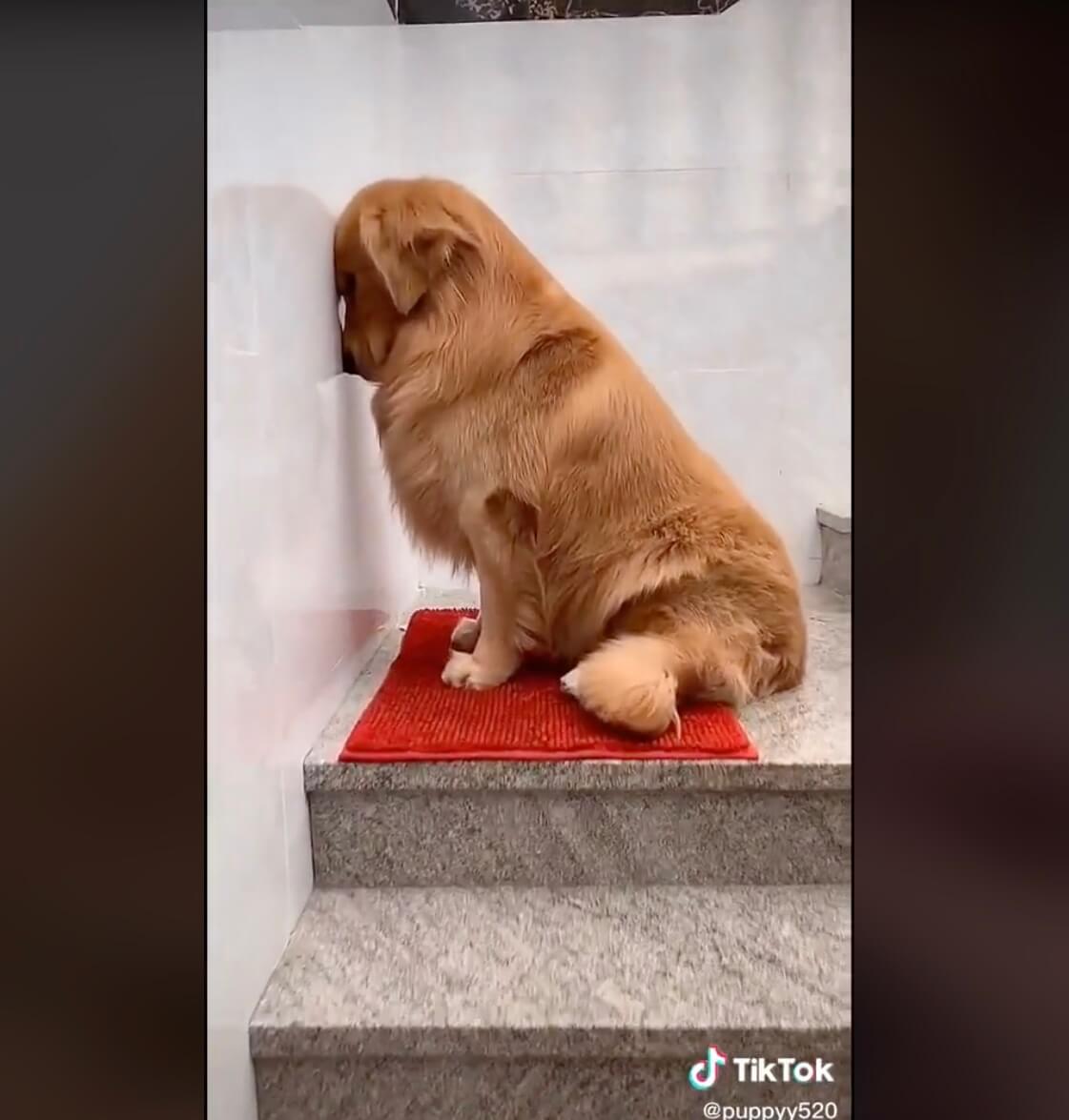 ゴールデンレトリーバー,動画