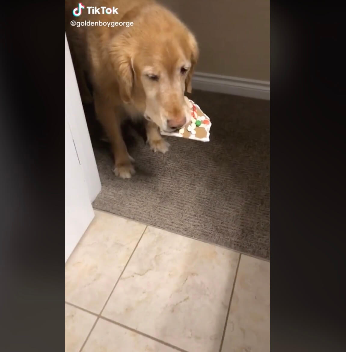 ゴールデンレトリーバー,動画