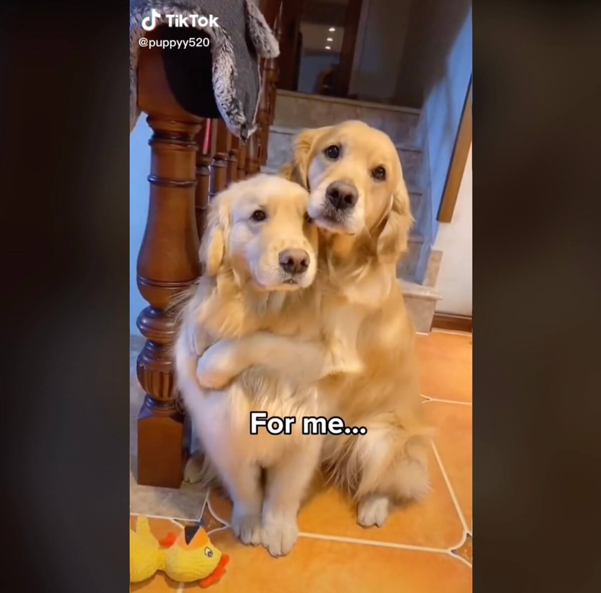 ゴールデンレトリーバー,動画