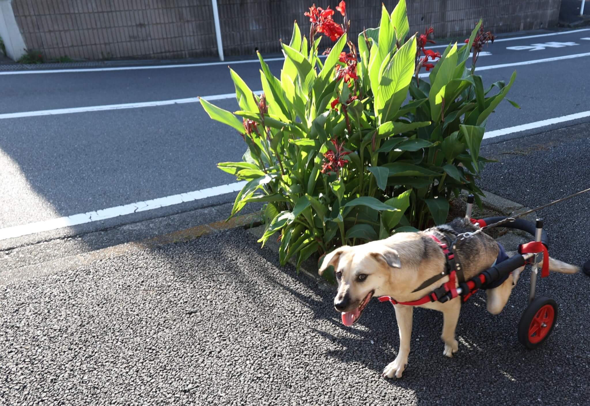 レトリーバー,取材