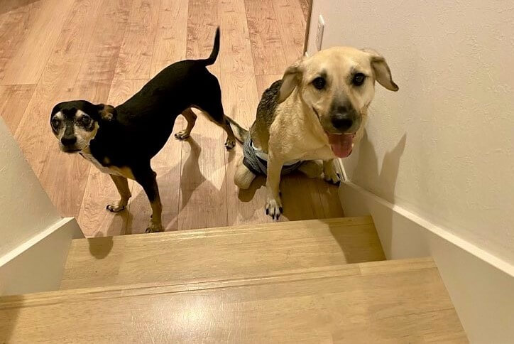 レトリーバー,取材