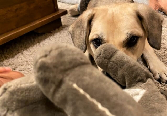 レトリーバー,取材