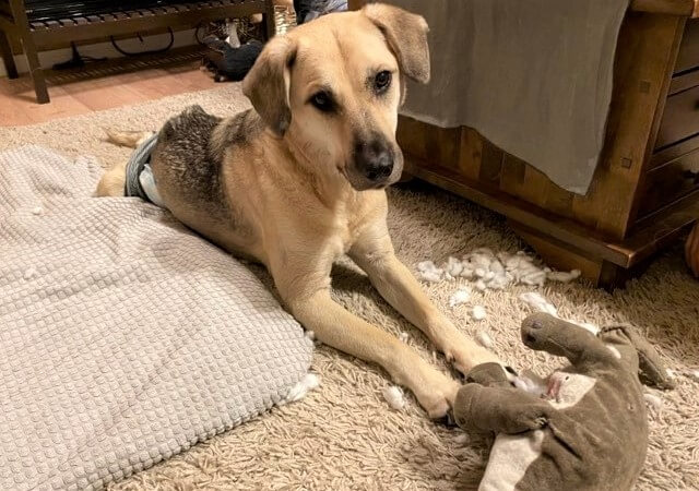 レトリーバー,取材