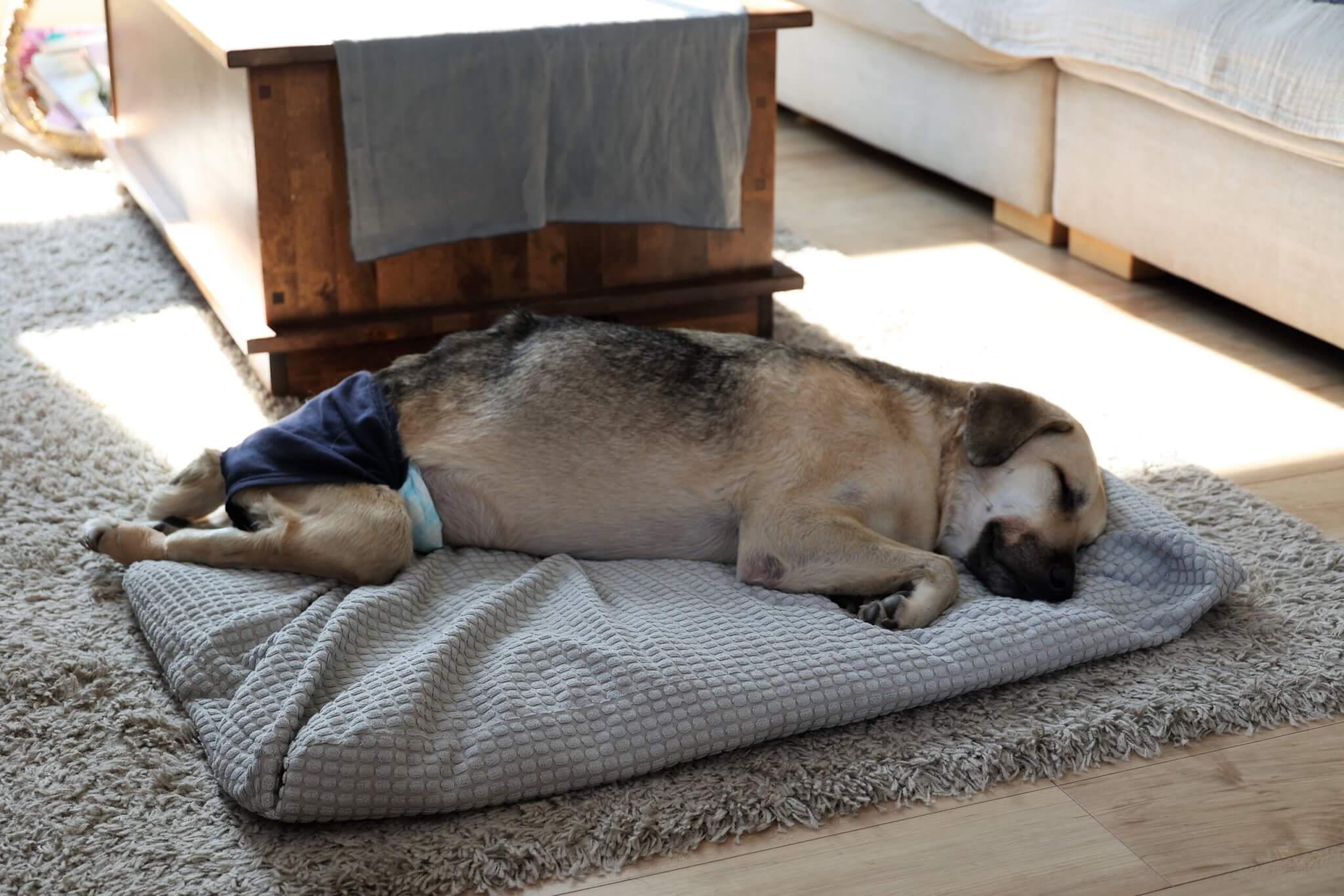 レトリーバー,取材