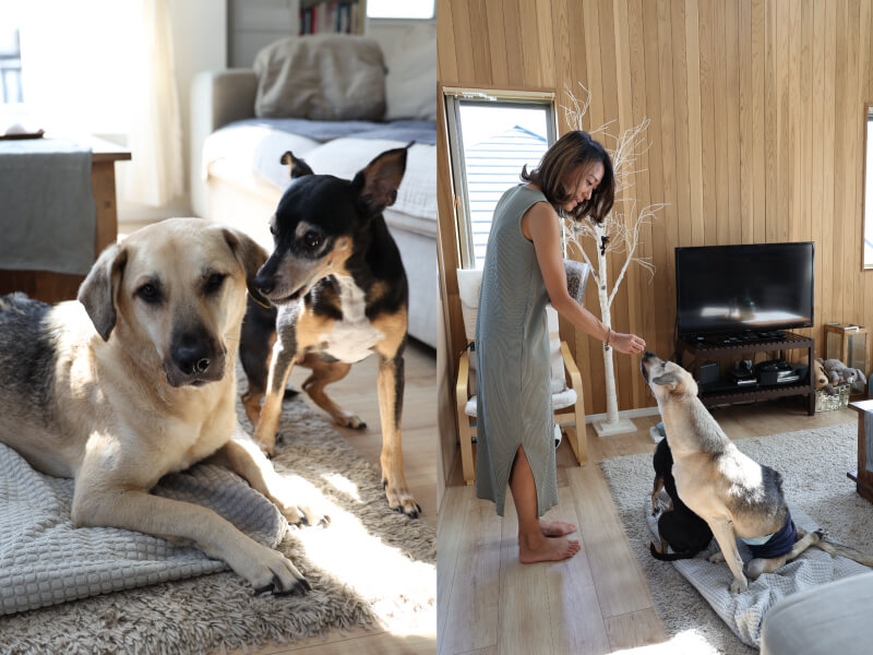 レトリーバー,取材