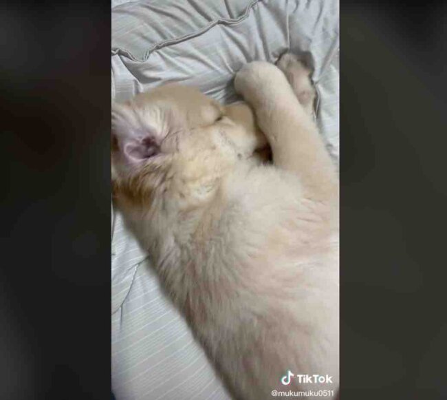 ゴールデンレトリーバー,動画