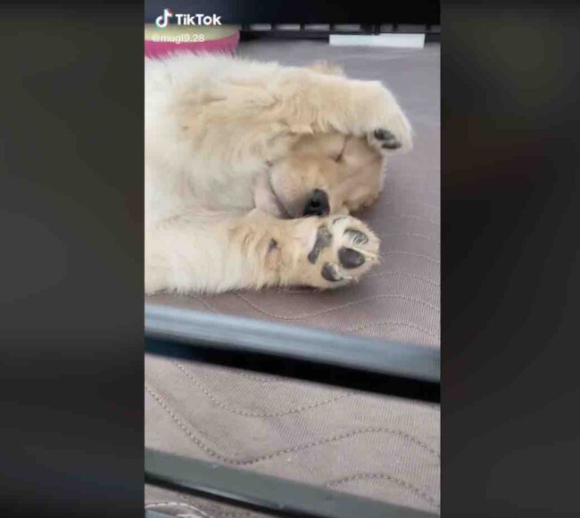 ゴールデンレトリーバー,動画