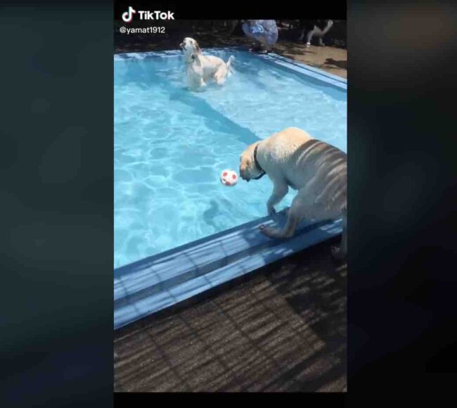 ラブラドールレトリーバー,動画