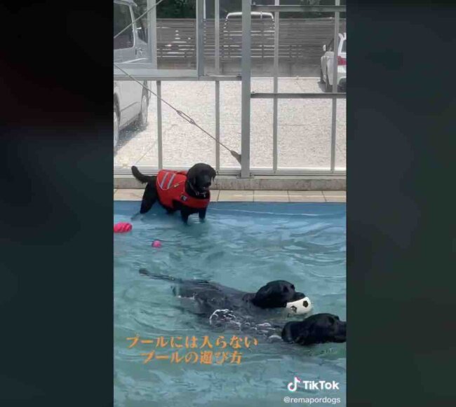 ラブラドールレトリーバー,動画