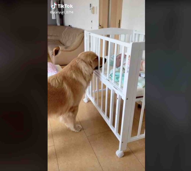 ゴールデンレトリーバー,動画