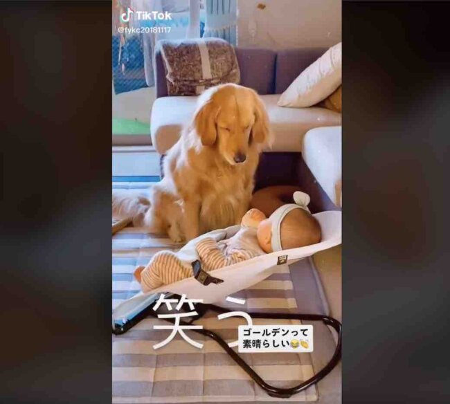 ゴールデンレトリーバー,動画