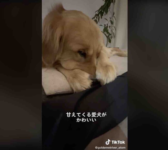 ゴールデンレトリーバー,動画