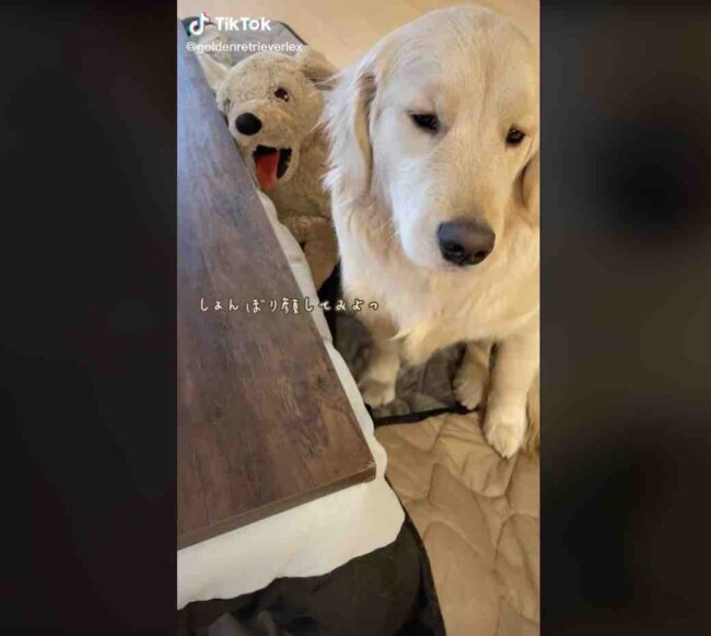 ゴールデンレトリーバー,動画